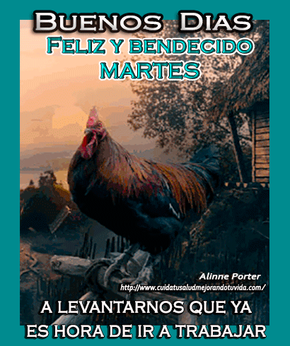 gallo