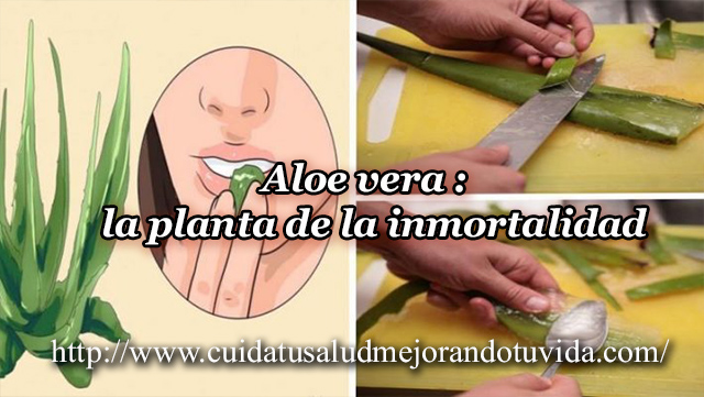 Aloe vera :  la planta de la inmortalidad